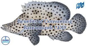 Benefits of Consuming Barramundi COD